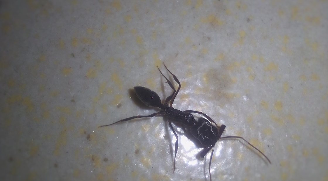 Pavement ant, the ant that trails up through sidewalk and basement slab cracks