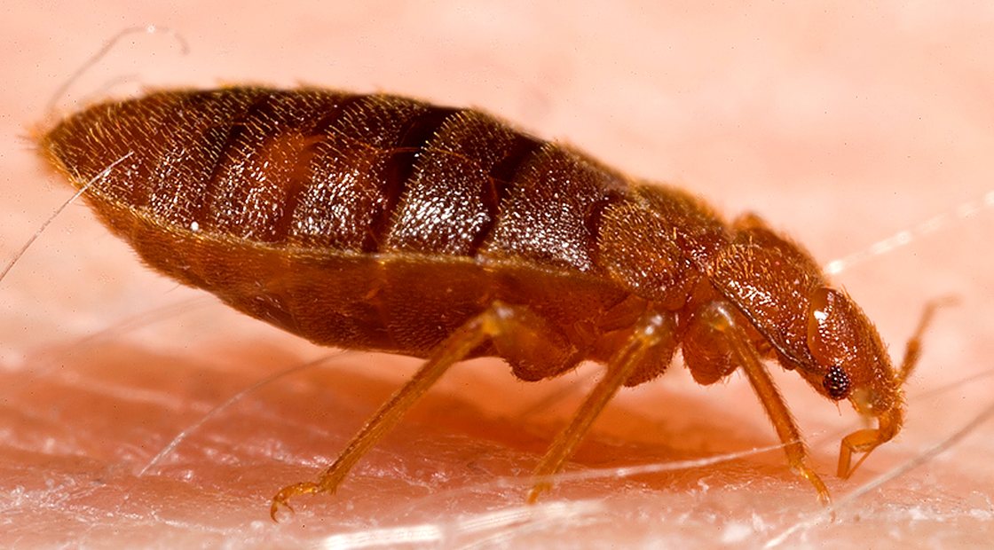 Adult bed bug, the hitchhiking pest found in East Orange mattress seams