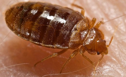 Adult bed bug, the hitchhiking pest found in mattress seams