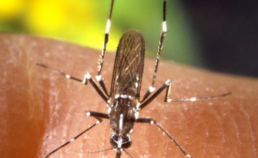 Asian tiger mosquito, the striped daytime biter established across New Jersey