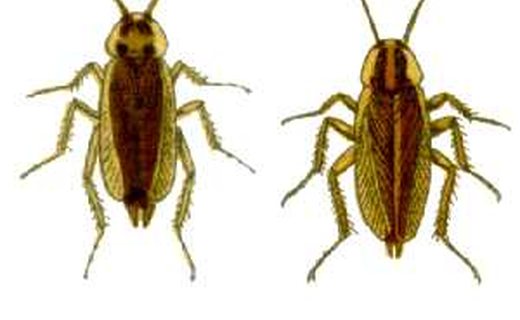German cockroach, the indoor-breeding roach that travels between apartment units