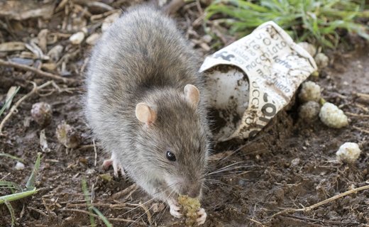 Norway rat, the burrowing rat that colonizes dense urban blocks