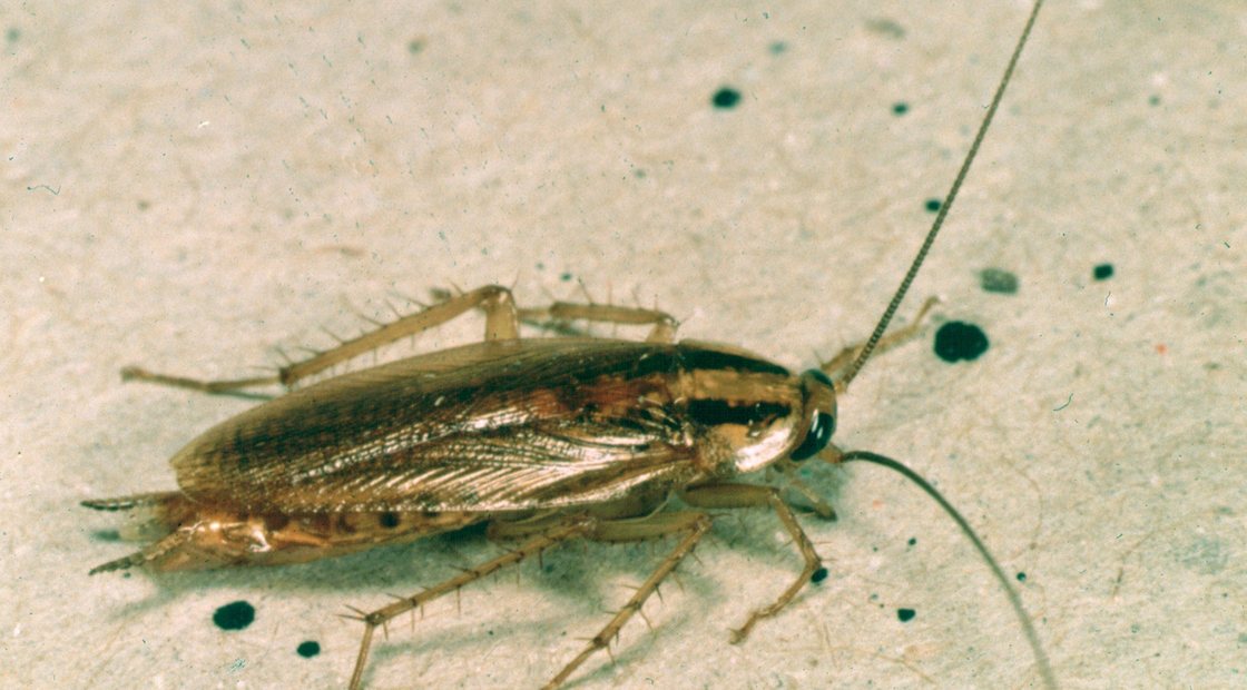 German cockroach, the indoor-breeding roach found in East Orange apartments