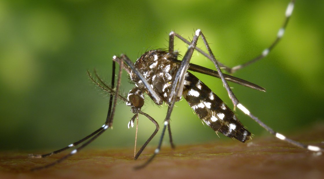 Asian tiger mosquito, the aggressive daytime biter that breeds in containers across New Jersey