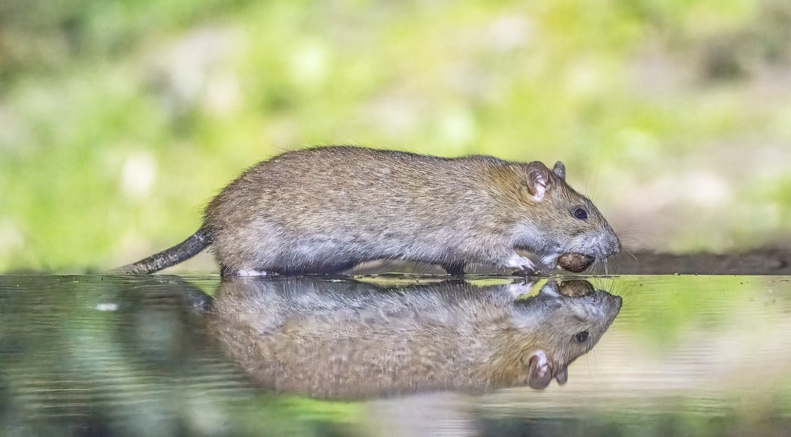 Norway rat, the burrowing rat found along East Orange alleys and commercial corridors
