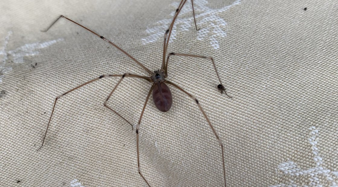 Cellar spider in a basement corner, common in older East Orange homes