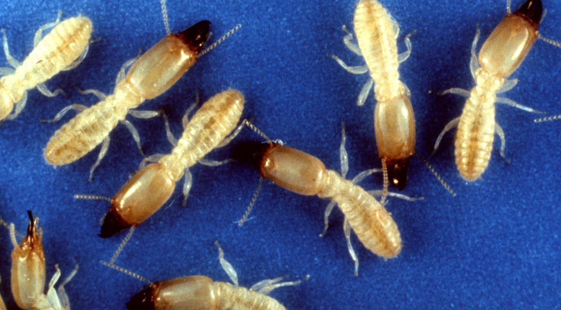 Eastern subterranean termites, the termite behind structural damage in New Jersey homes