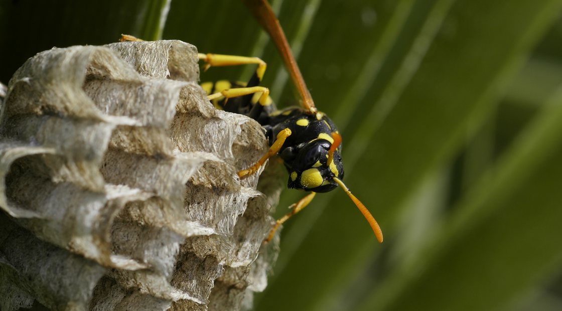 Paper wasp nest under an eave, common on East Orange porches