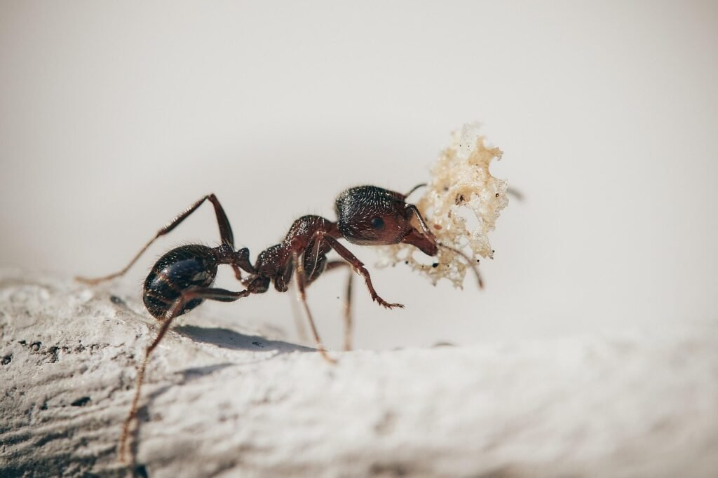 ants, macro, insects, nature, plants, ant, garden, antenna, worker, petals, ants, ants, ant, ant, ant, ant, ant